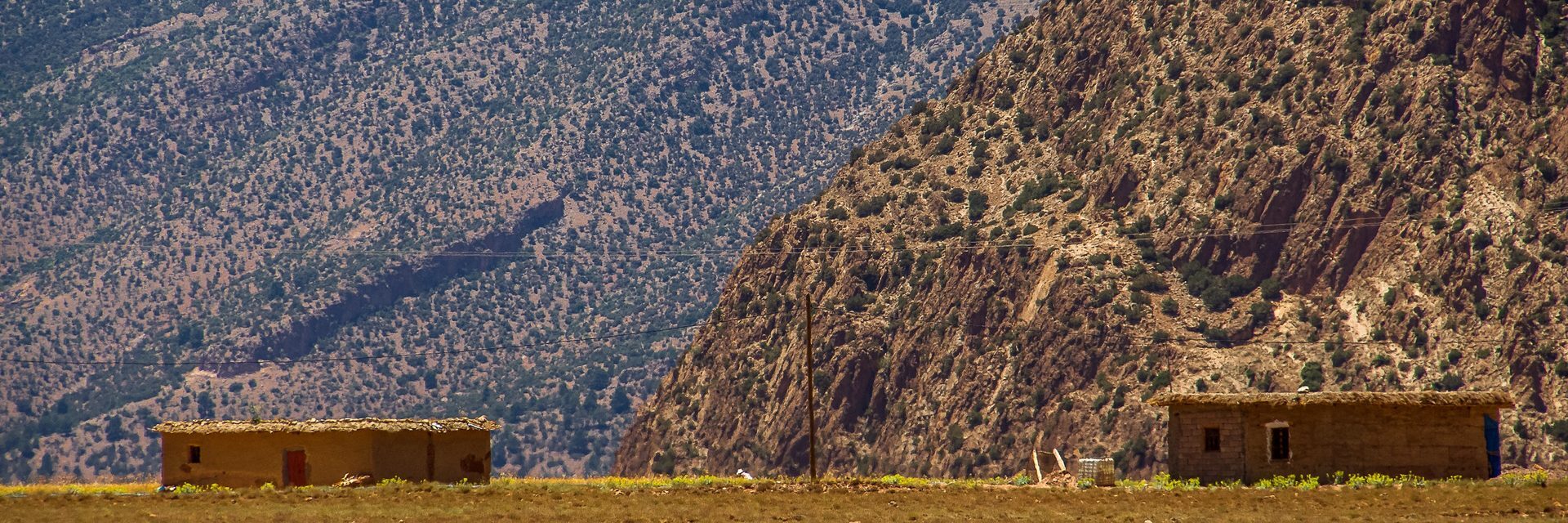 Middle Atlas Day Trip: Cedar Forest & Azrou from Fes