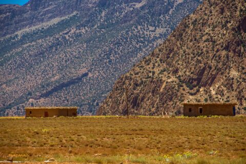 Middle Atlas Day Trip: Cedar Forest & Azrou from Fes